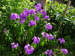 DSC02571.JPG