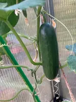 image12.jpeg