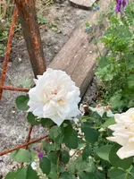 image16.jpeg