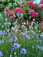 kornblume.webp