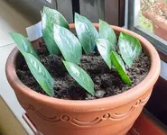 Zamioculcas_ableger_200909.webp