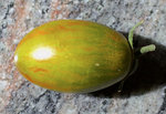 boars_tooth_frucht.jpg