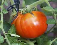 gordost_sibiri_frucht.webp
