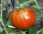 gordost_sibiri_frucht.jpg
