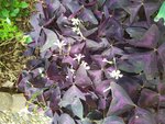 IMG_20220715_101038_1.jpg