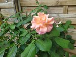 IMG_20220715_101230_1.jpg