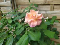 IMG_20220715_101230_1.webp