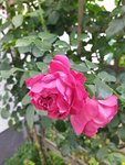 IMG_20220715_101551_1.jpg