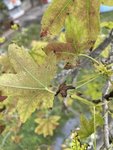 IMG_8016.JPG