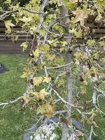 IMG_8017.webp