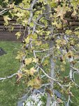 IMG_8017.JPG