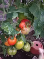 20220716_053426.webp