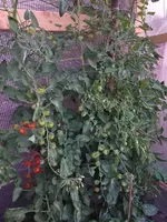 20220716_053249.webp