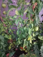 20220716_053219.webp
