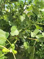 IMG_20220716_145036.webp