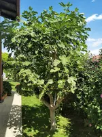 IMG_20220716_145049.webp