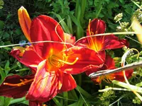 DSCF2991 (2).webp