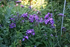 Phlox      0222.webp