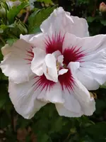 IMG_20220715_124554.webp