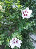 IMG_20220715_124642.webp