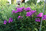 Phlox     0721.JPG