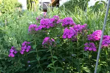 Phlox     0721.webp
