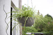 gruenlilie_balkon22.webp
