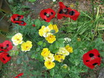 November 10 806v.jpg