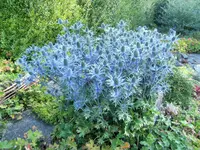 DSCF2997 (2).webp
