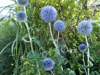 DSCF3005 (2).webp