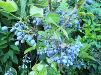 DSCF3008 (2).webp