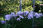 Phlox      0122.JPG