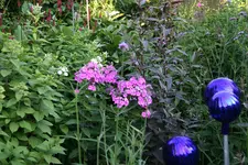 Phlox      0522.webp