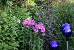 Phlox      0522.JPG