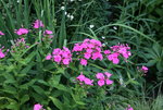 Phlox      0422.JPG