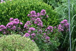 Phlox     1421.JPG