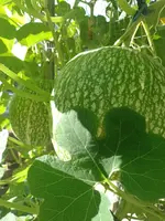 IMG_20220718_084536.webp