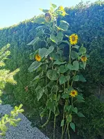 IMG_20220718_093818.webp