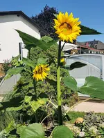 IMG_20220718_093850.webp