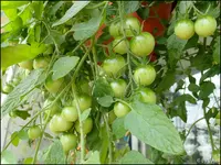 c077.webp