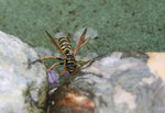 Feldwespe0619.JPG