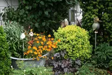 Buchs 0121.webp