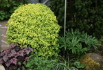 Buchs0120.JPG