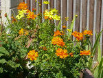 2022Cosmea.jpg