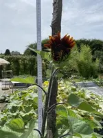 k-IMG_3350.webp