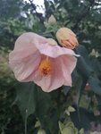 IMG_20220718_214053.jpg