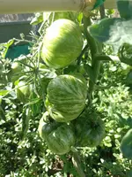 IMG_20220718_095947.webp