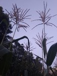 IMG_20220718_214536.jpg