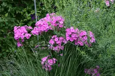 Juli       2922.webp