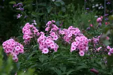 Juli       3622.webp